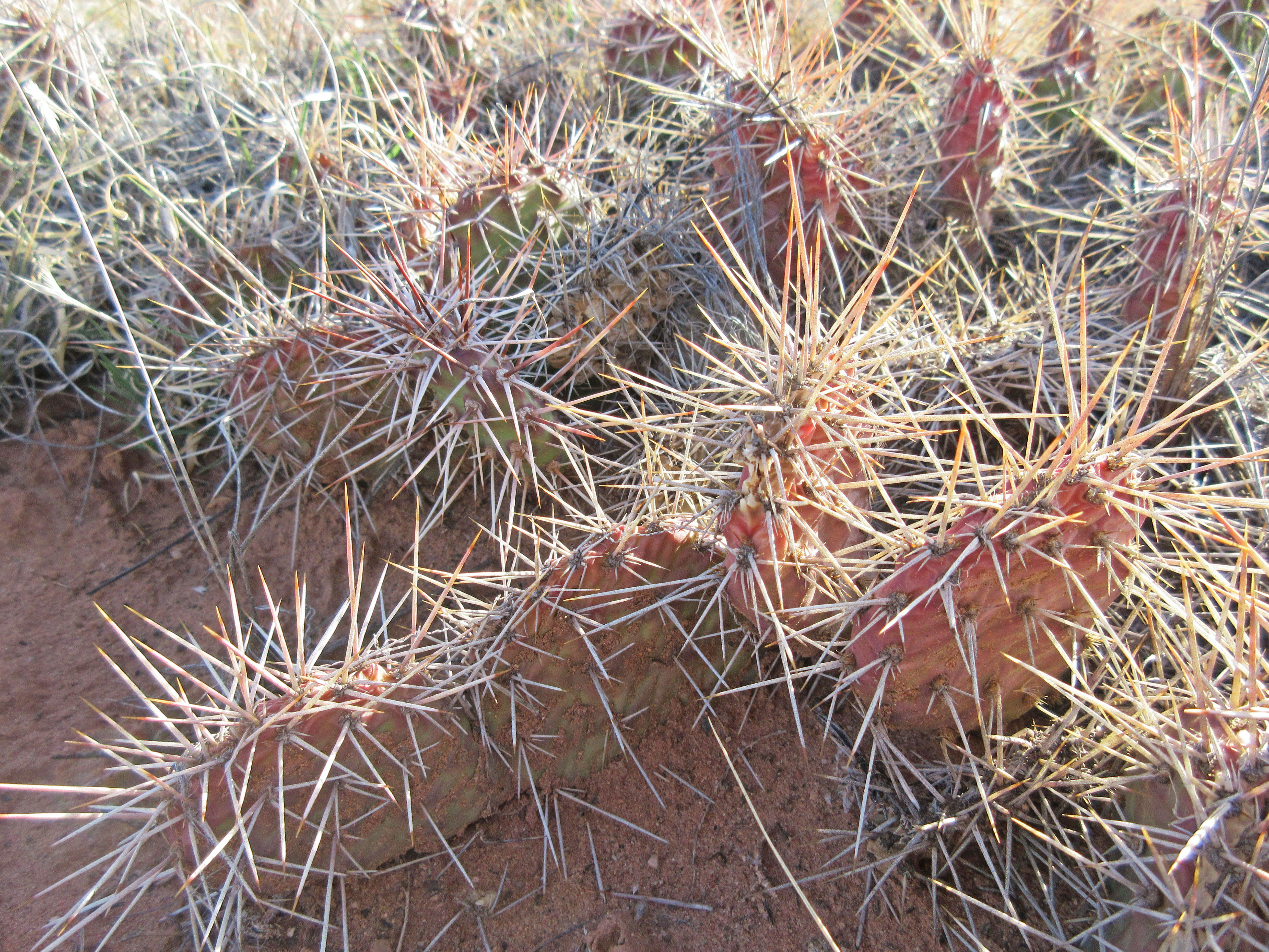 Image of Panhandle Prickly-pear