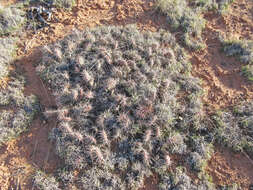 Image of Panhandle Prickly-pear