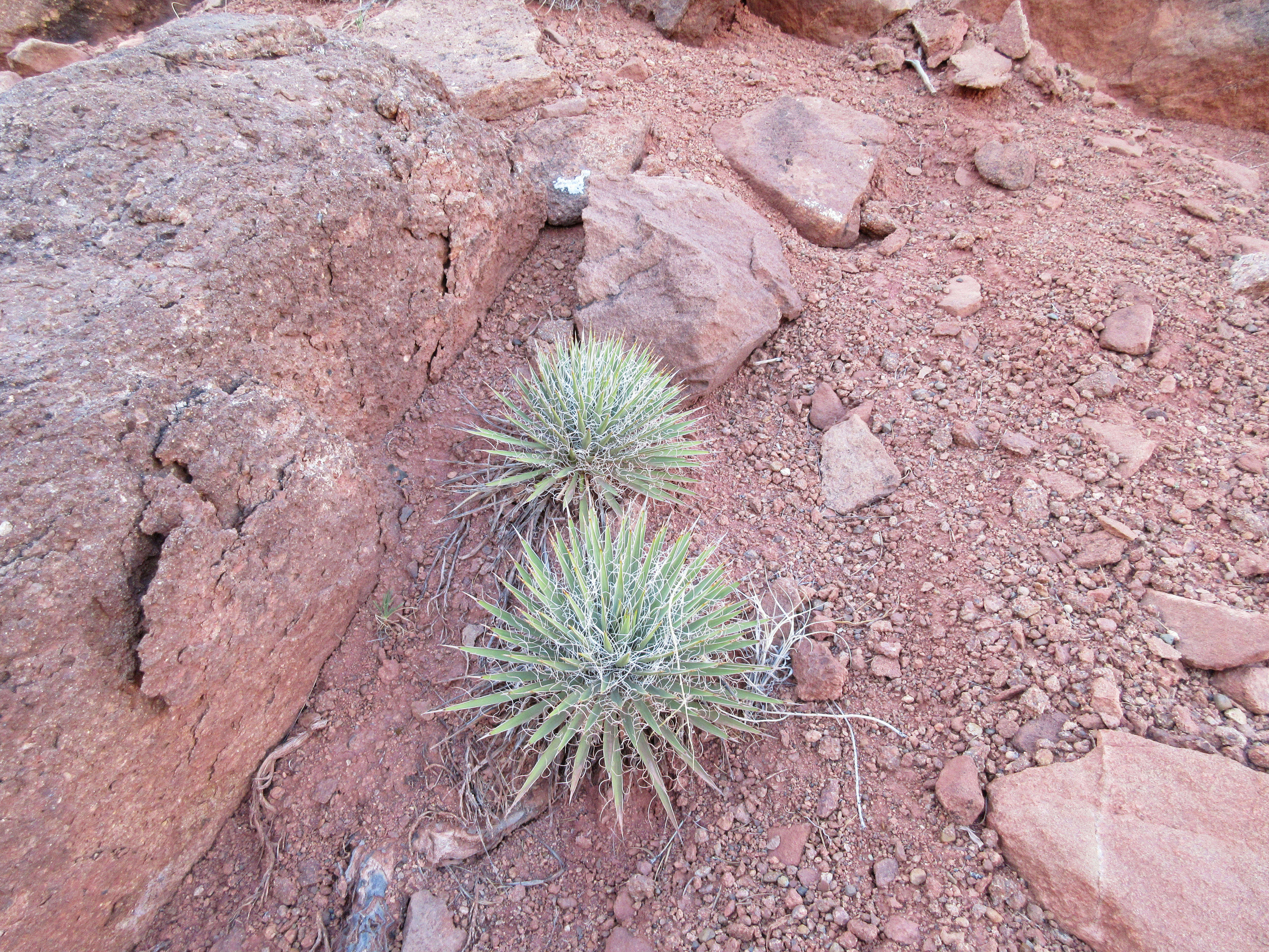 Image of Spanish bayonet