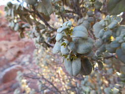 Image of roundleaf buffaloberry