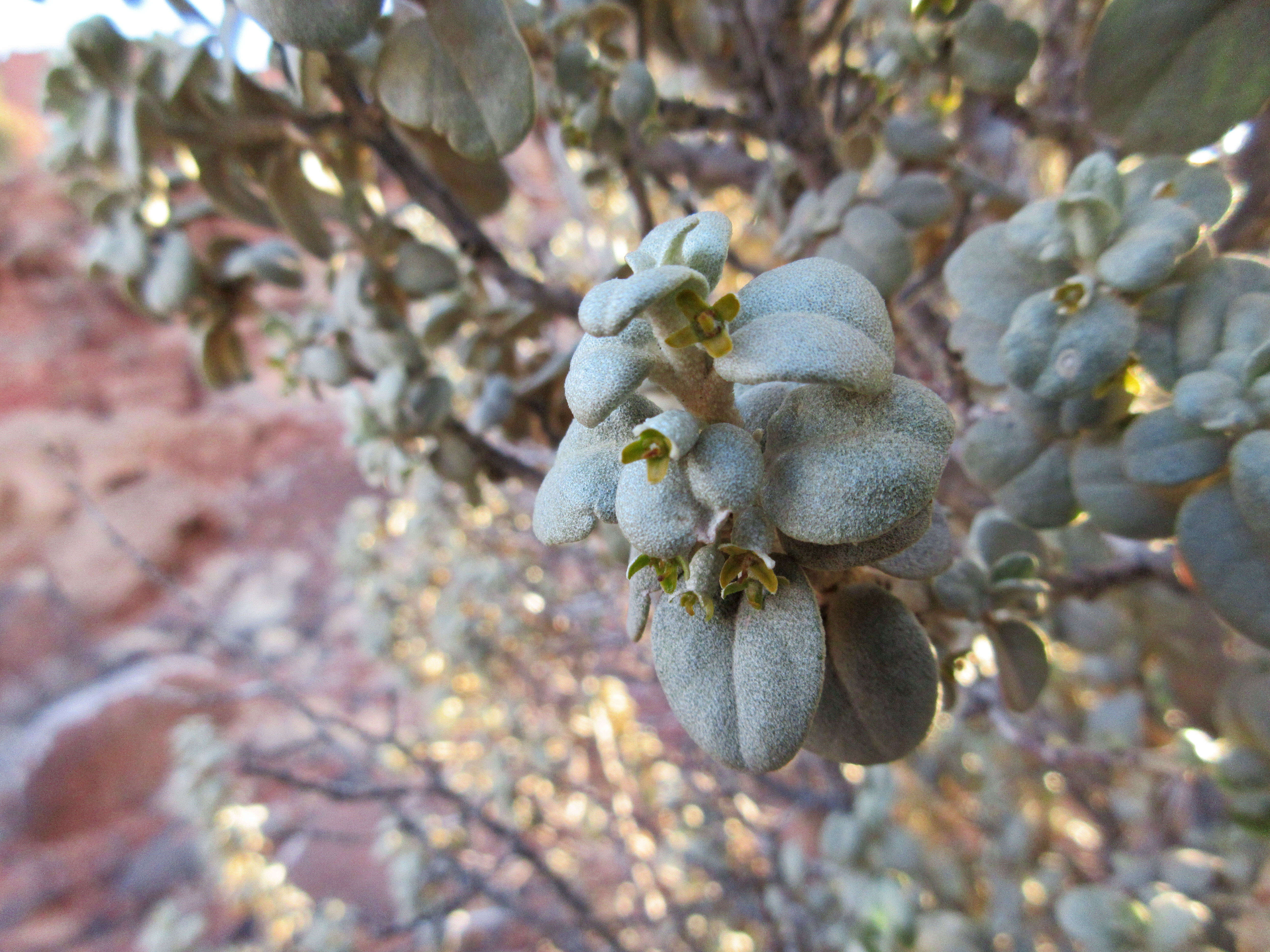 Image of roundleaf buffaloberry