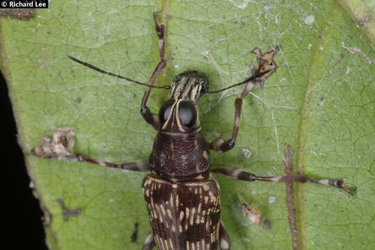 Imagem de Acorynus frontalis Jordan 1895