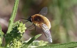 Image of grasshopper bee fly