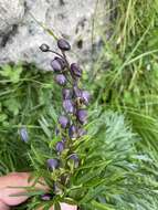 Image of Aconitum tauricum Wulfen