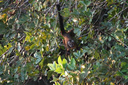 Image of Black-capped Capuchin