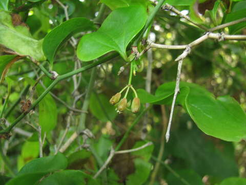 Imagem de Smilax excelsa L.