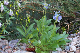 Image of Rydberg's penstemon