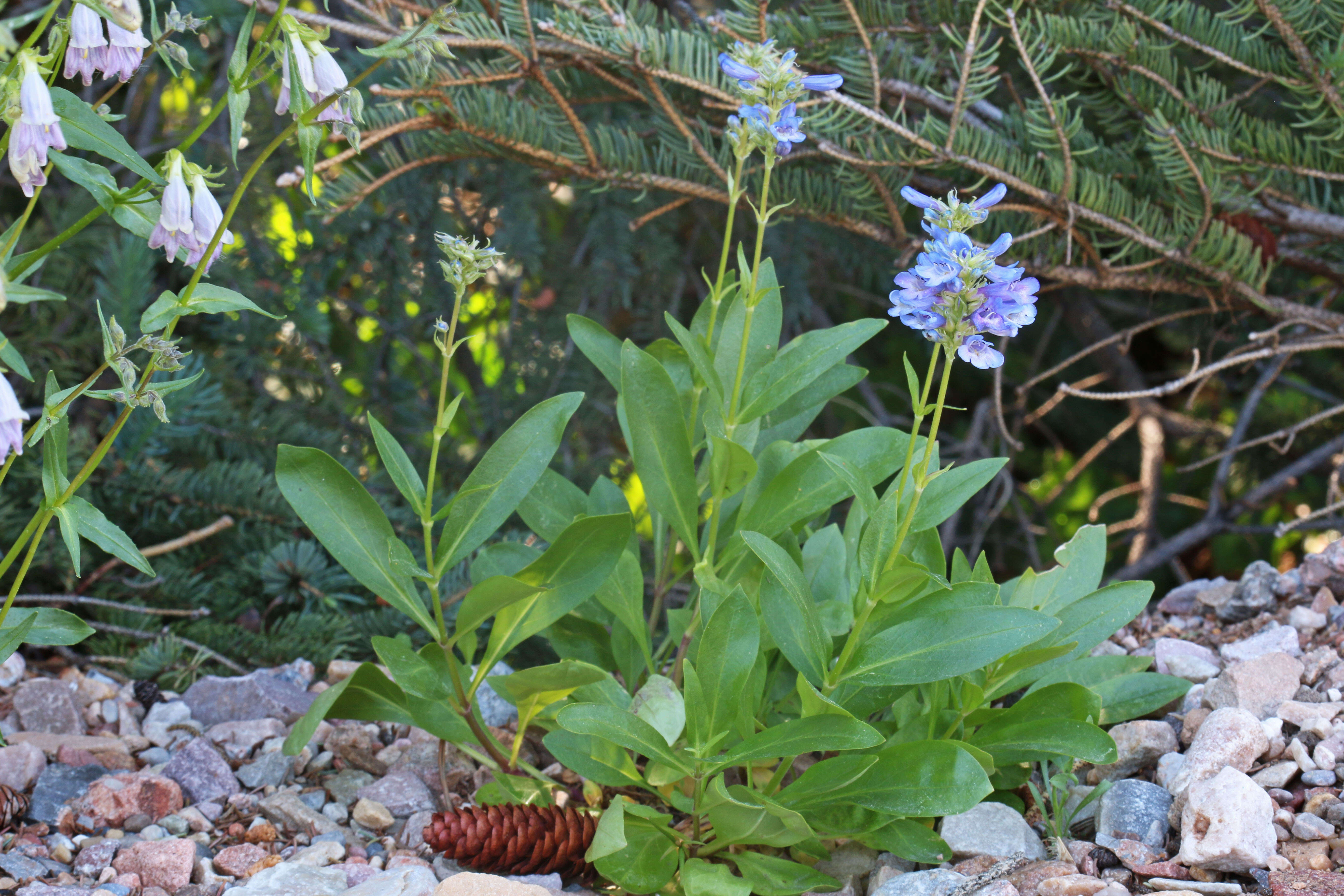 Image of Rydberg's penstemon