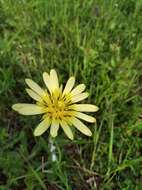 Image of Tragopogon graminifolius DC.