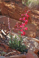 Image of Utah penstemon