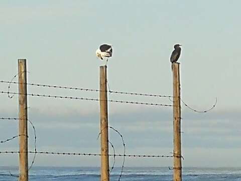 Image of Crowned Cormorant