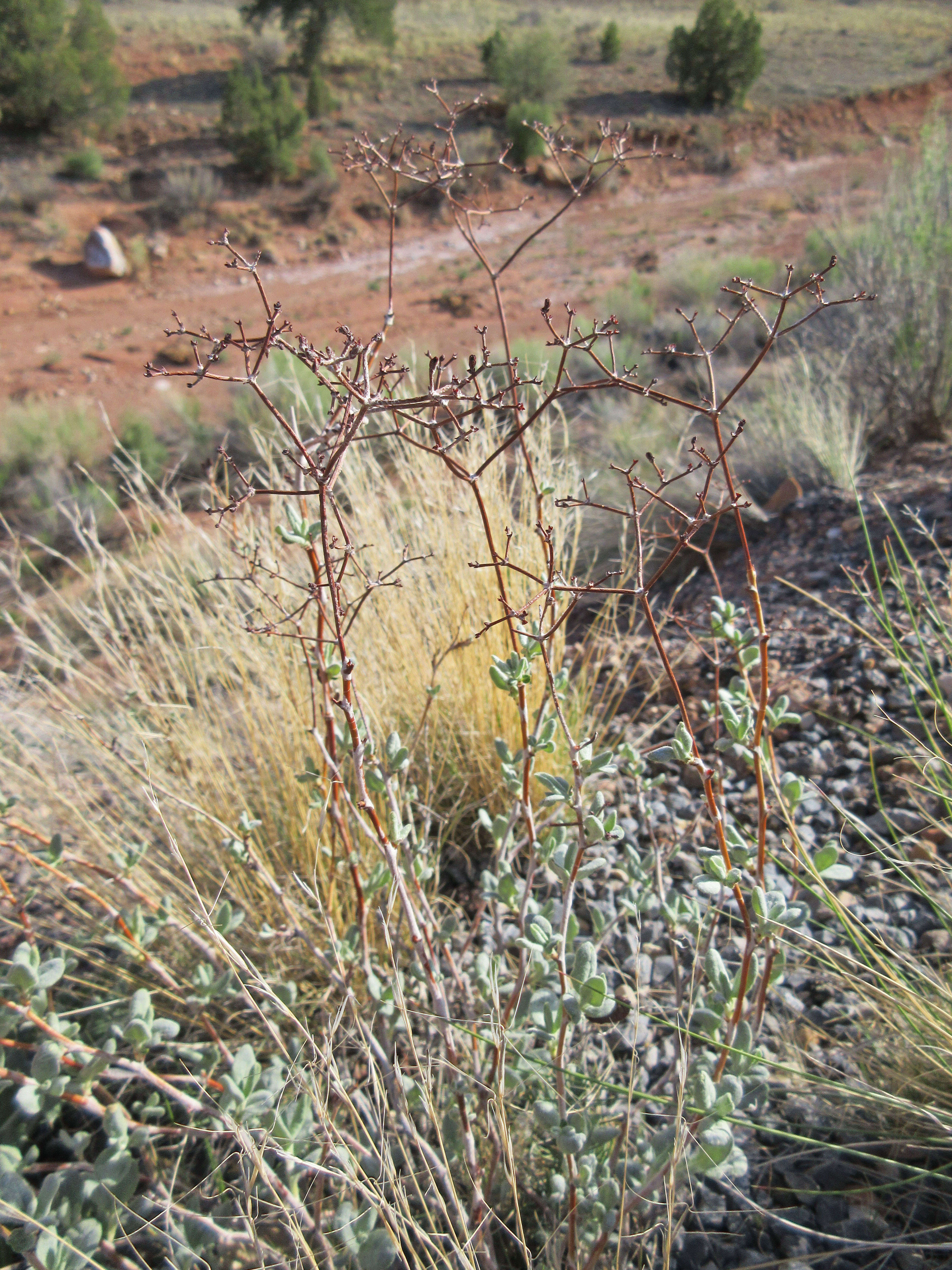 Image of James' buckwheat