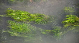 Image of pondweed