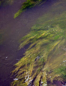 Image of pondweed