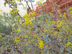 Image of Fremont's mahonia