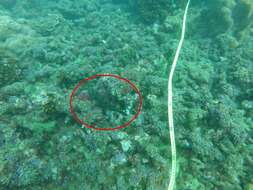 Image of Loosetooth parrotfish