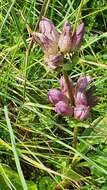 Image of Gentiana pannonica Scop.