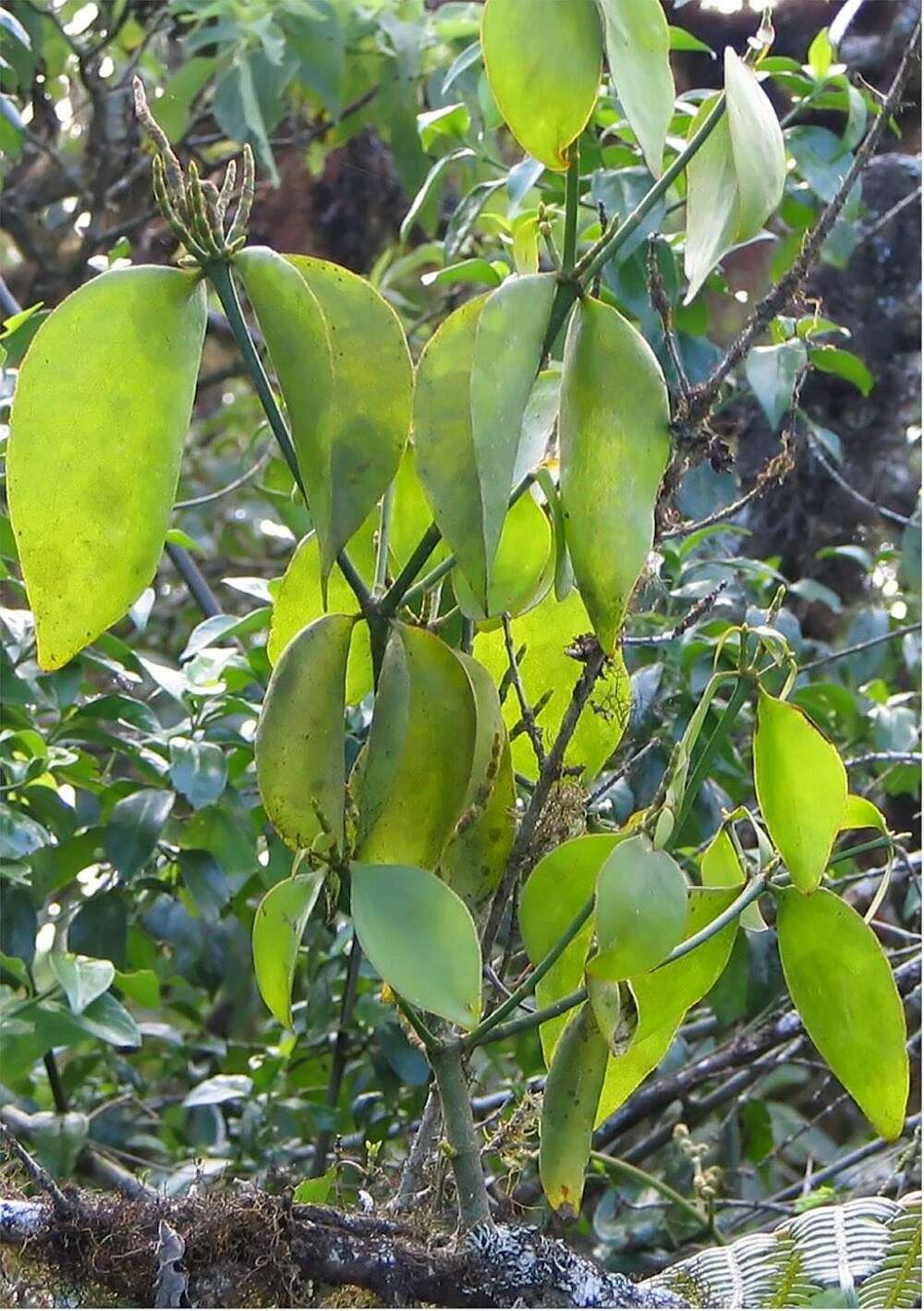 Image of Mistletoe