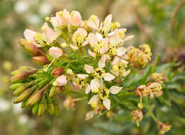 Eremothera boothii subsp. decorticans (Hook. & Arn.) W. L. Wagner & Hoch resmi