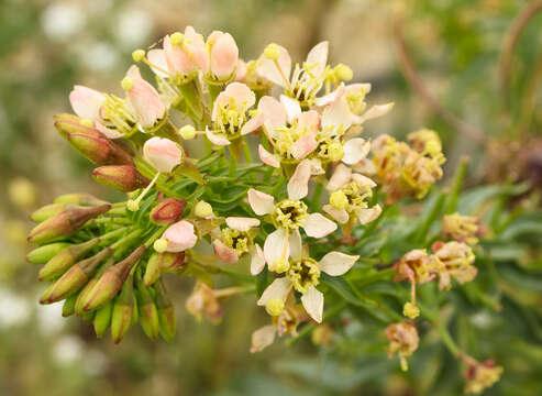 Eremothera boothii subsp. decorticans (Hook. & Arn.) W. L. Wagner & Hoch resmi