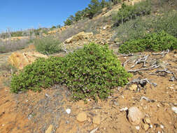 Image of greenleaf manzanita