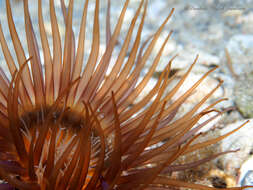 Image of American tube-dwelling anemone