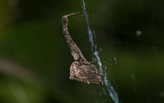 Image of Uloborus barbipes L. Koch 1872