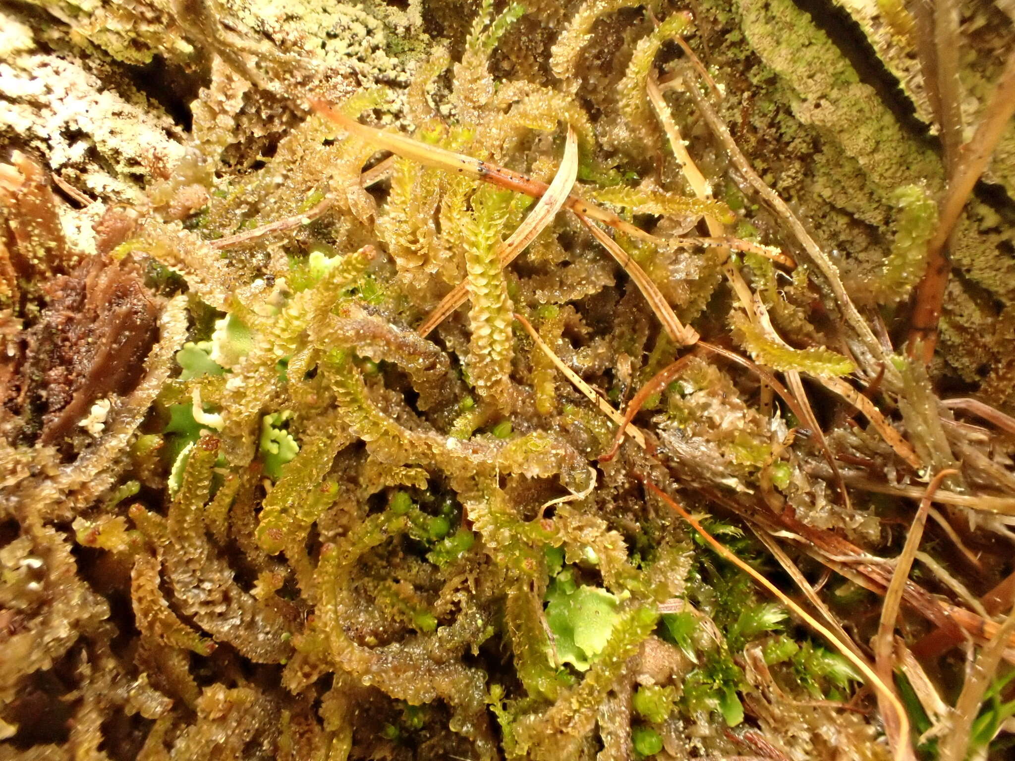 Image of Barbilophozia hatcheri (A. Evans) Loeske