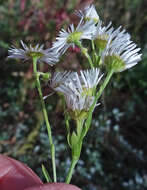 Image of eastern daisy fleabane