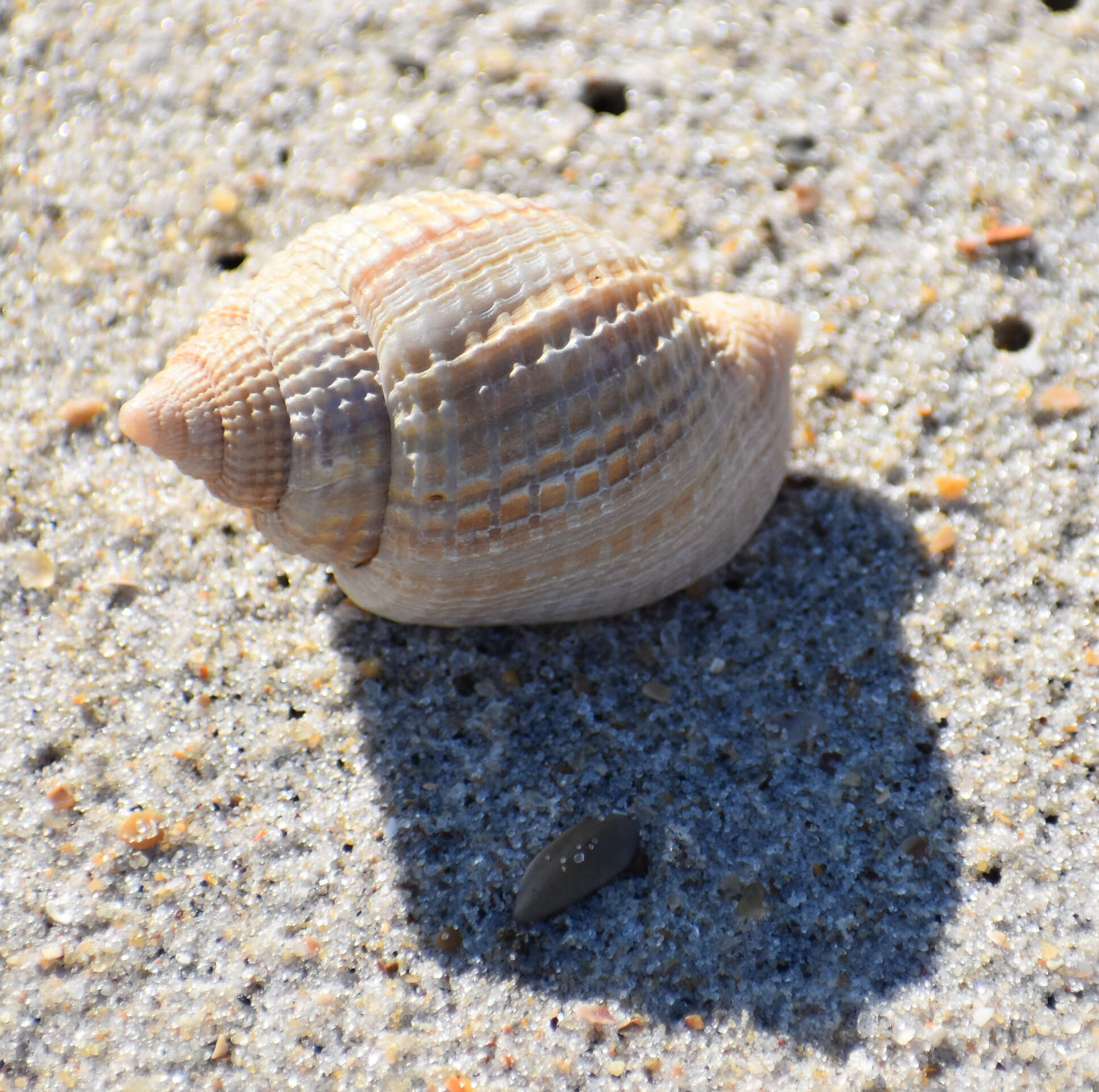 Image of common East-Atlantic nutmeg