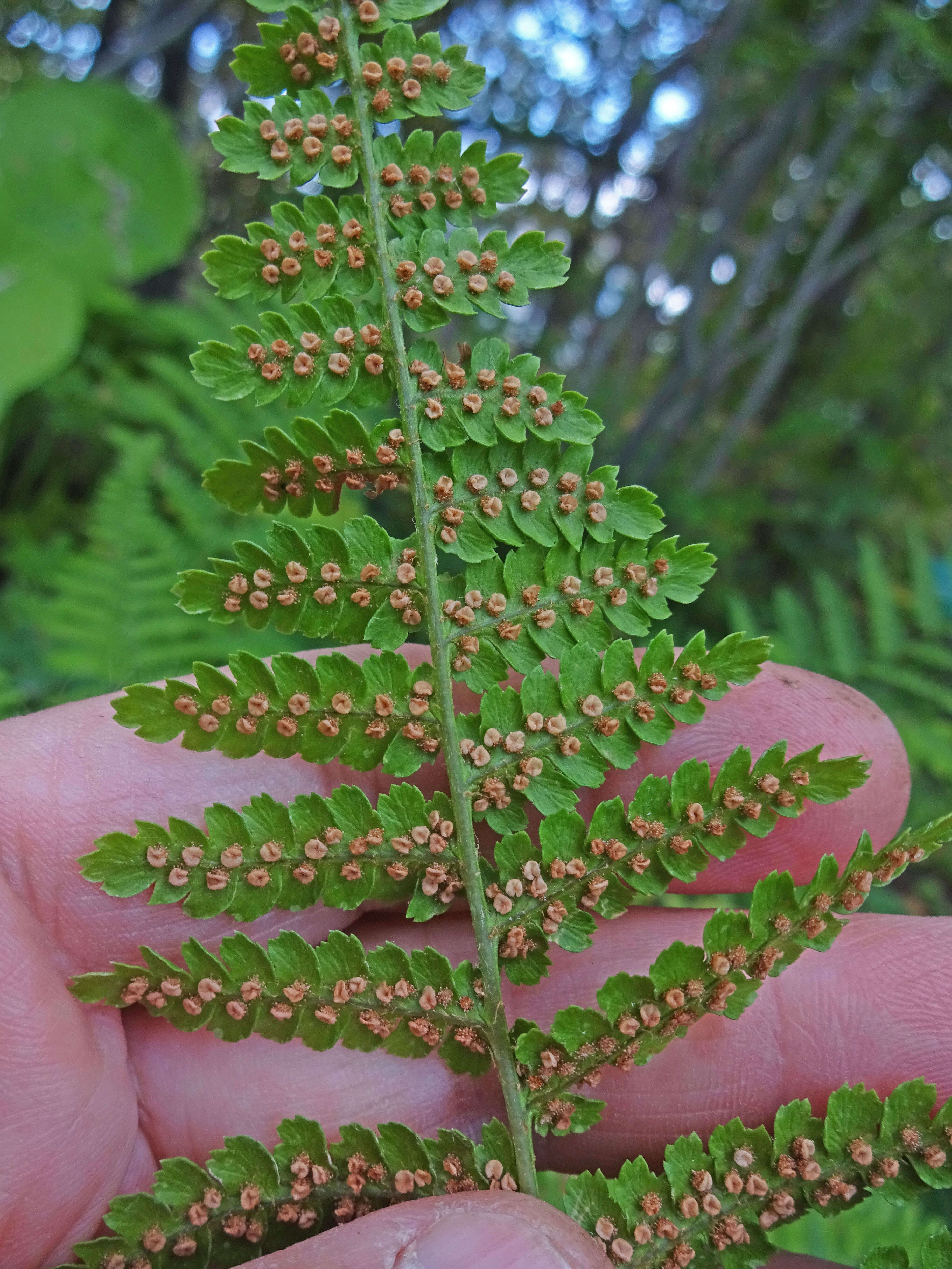 Image of male fern