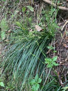 Image of Carex sociata Boott