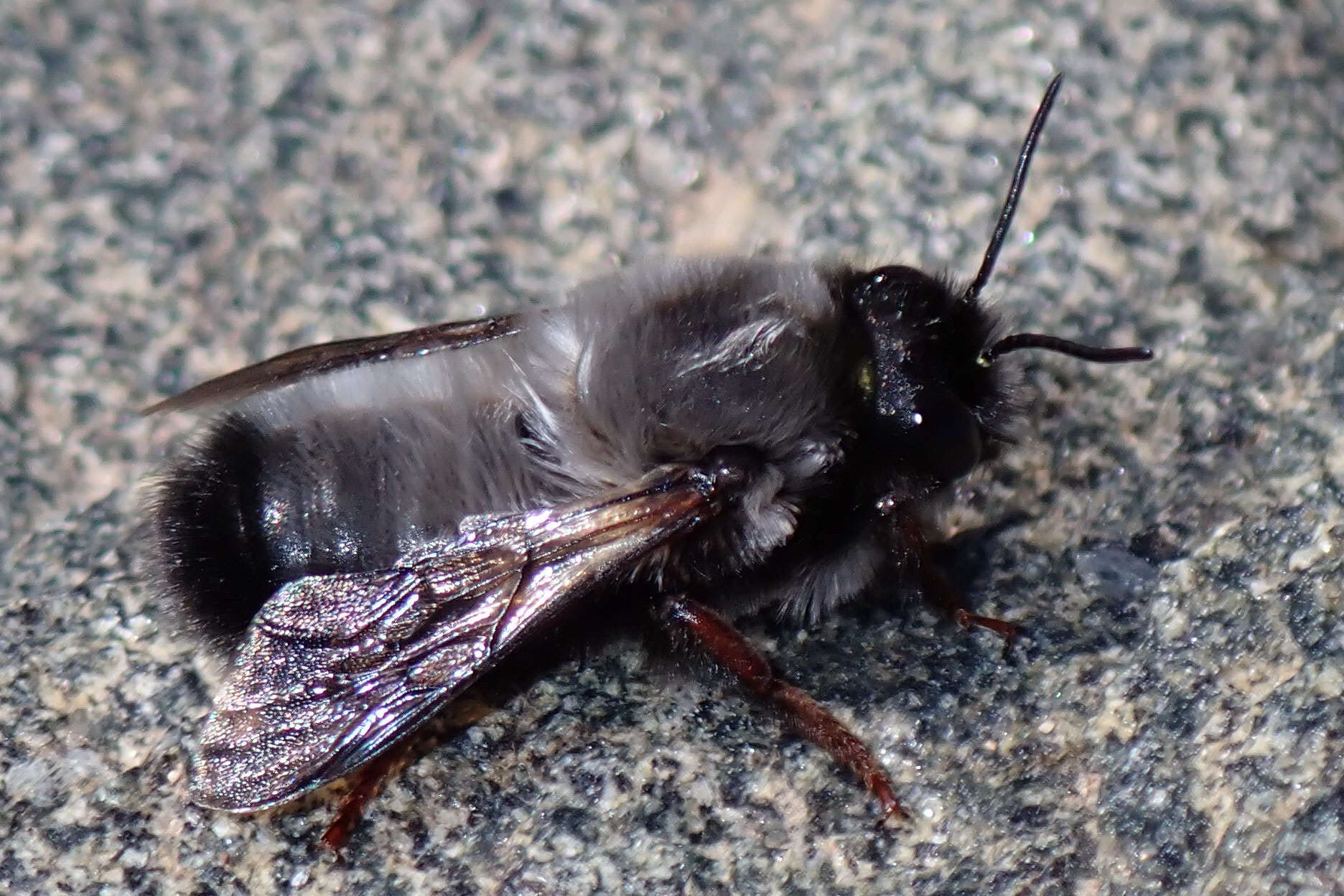 Megachile canescens (Brullé 1832) resmi