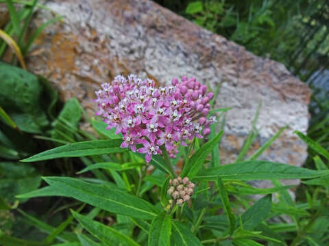 Imagem de Asclepias incarnata L.