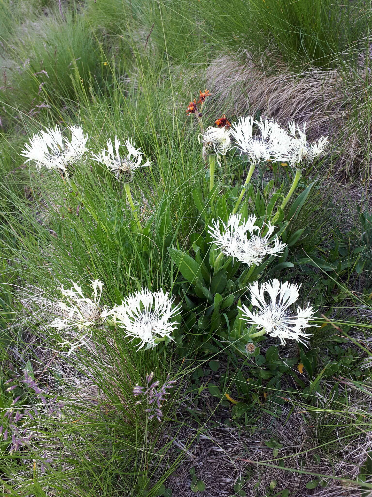 Centaurea cheiranthifolia Willd. resmi