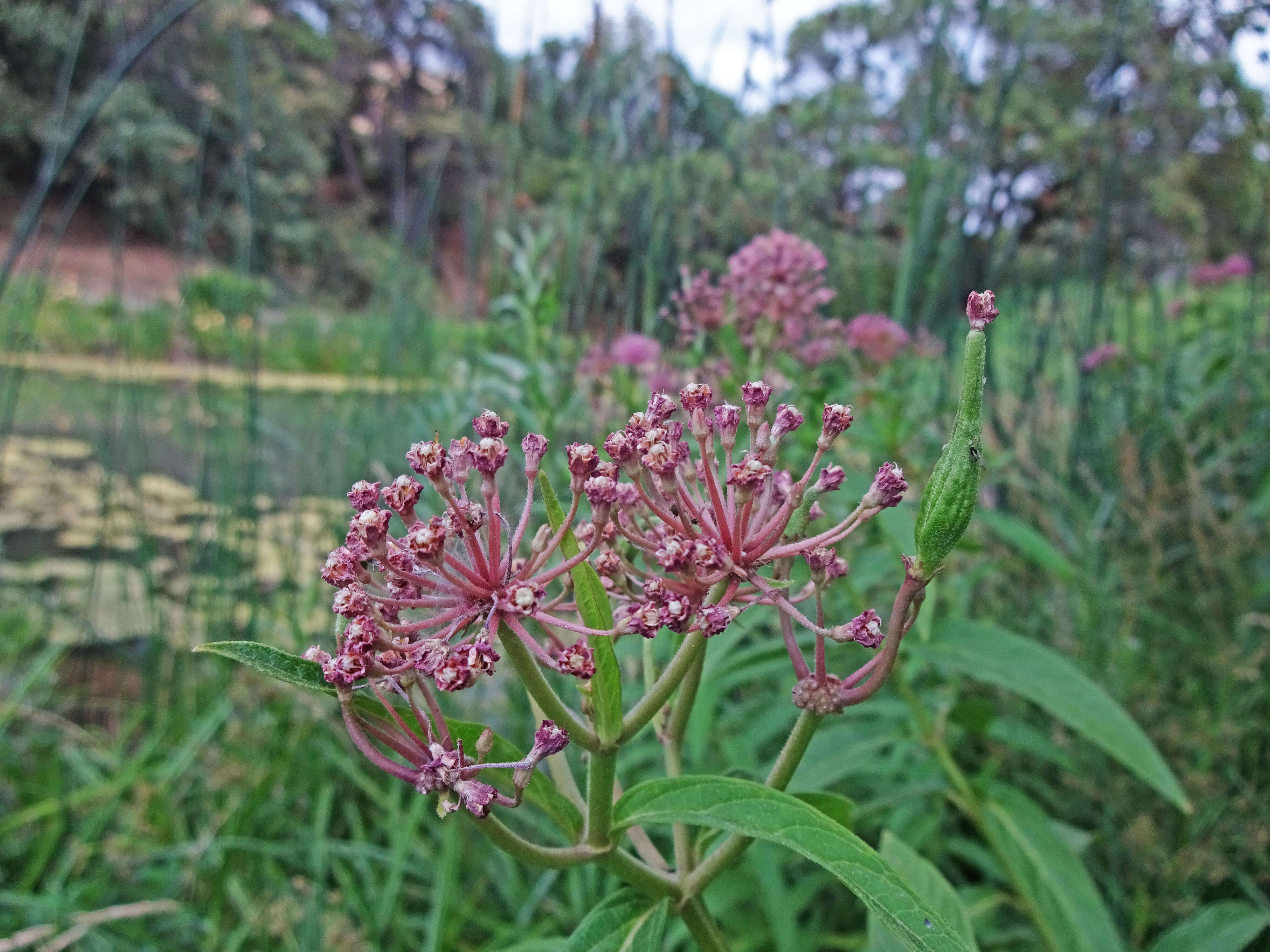 Imagem de Asclepias incarnata L.