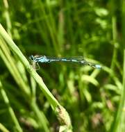 Plancia ëd Coenagrion johanssoni (Wallengren 1894)