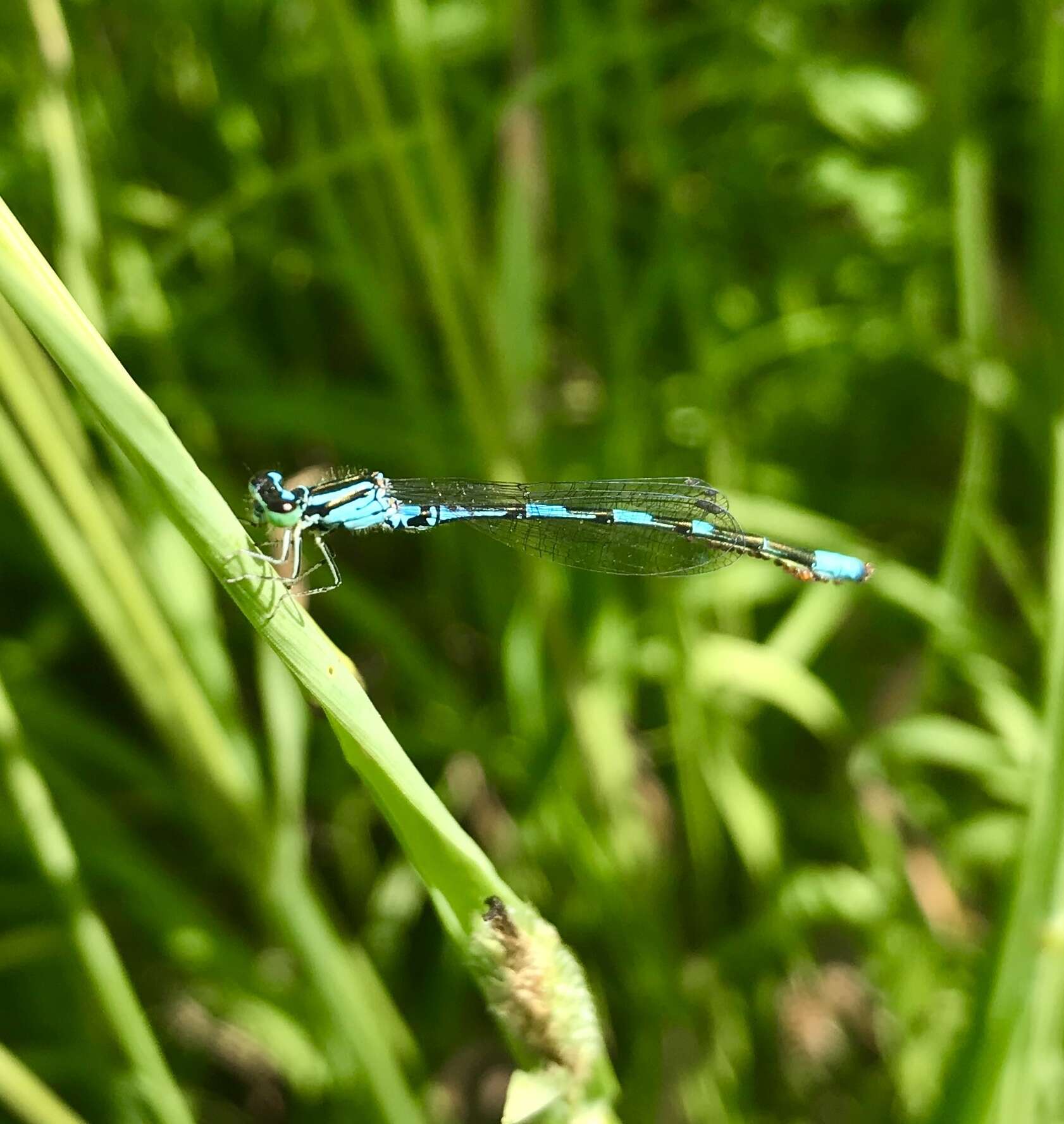 Plancia ëd Coenagrion johanssoni (Wallengren 1894)