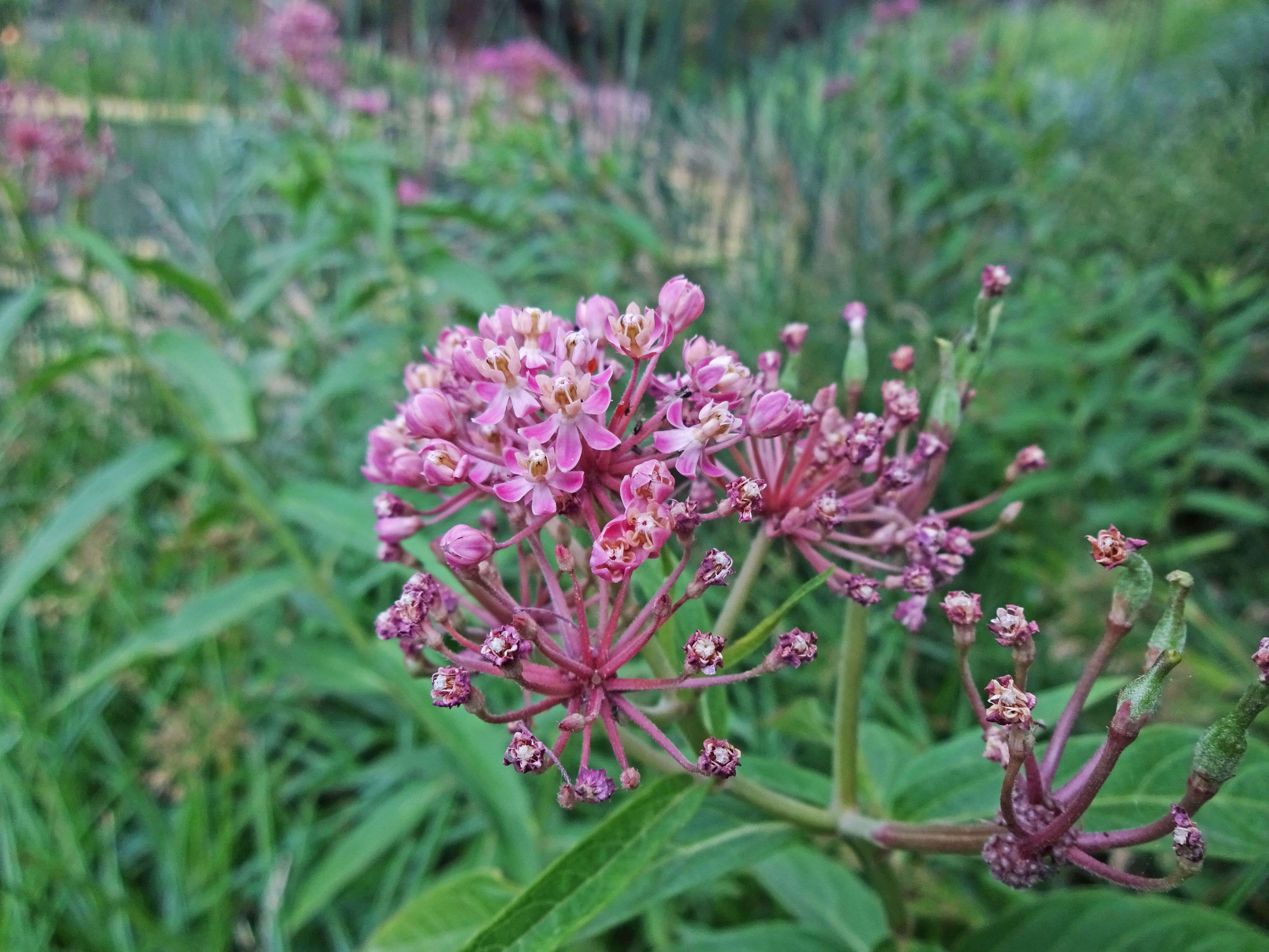 Image of swamp milkweed