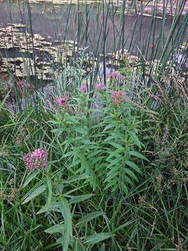 Image of swamp milkweed