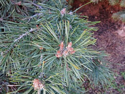 Image of Scotch Pine