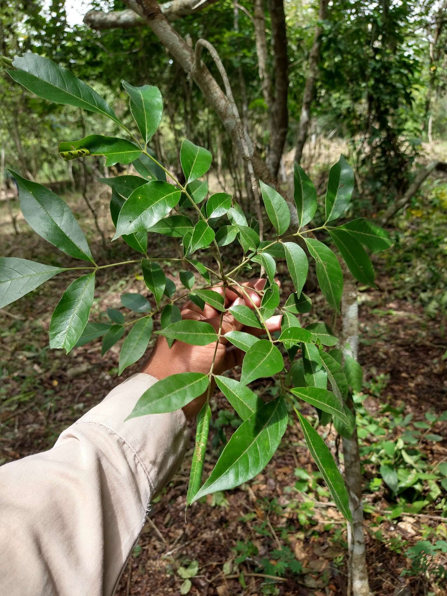 Plancia ëd Trichilia glabra L.