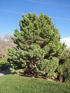 Image of Scotch Pine