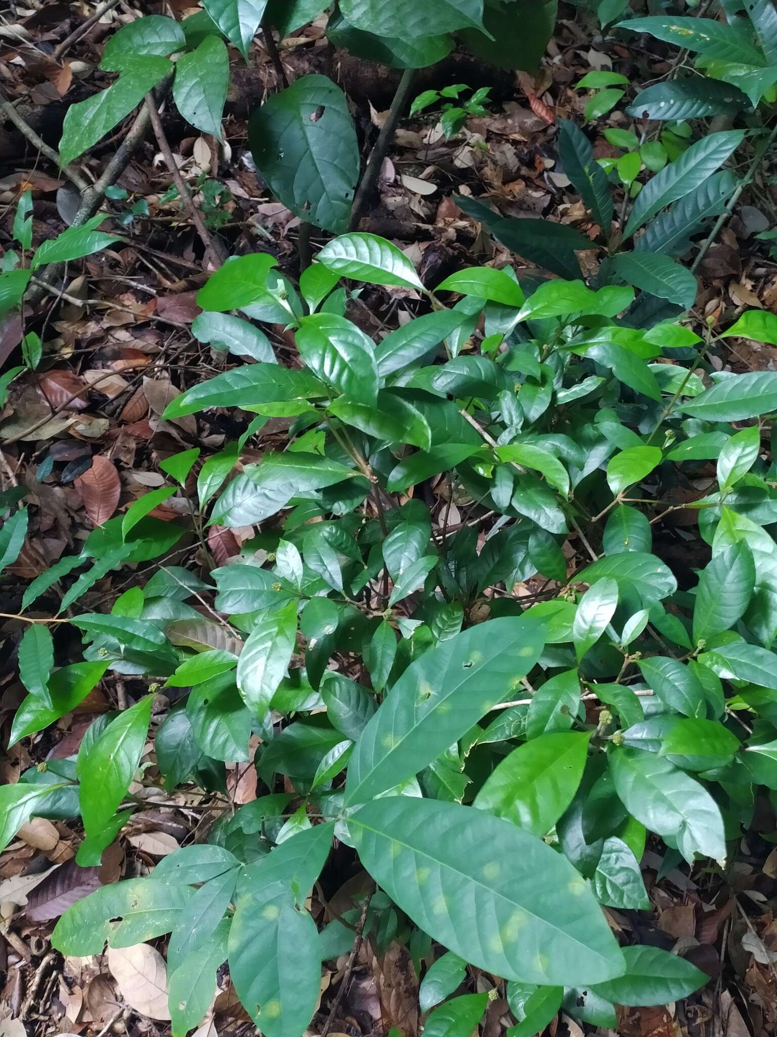 Eumachia guianensis (Bremek.) Delprete & J. H. Kirkbr. resmi