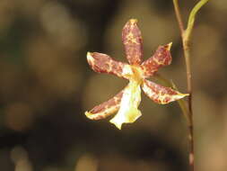 Image of Oncidium graminifolium (Lindl.) Lindl.