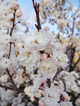 Prunus nigra Ait. resmi