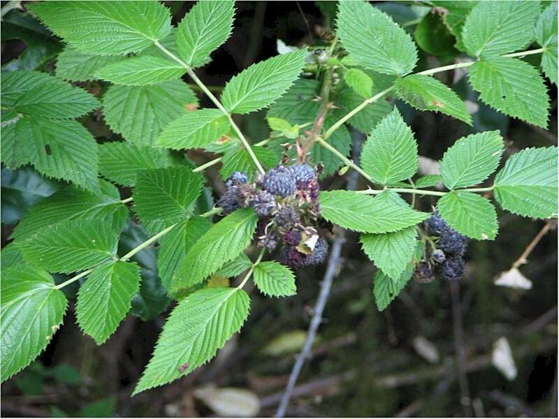 Image of Mysore raspberry