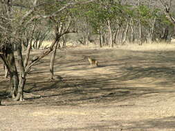 Image of Indian jackal