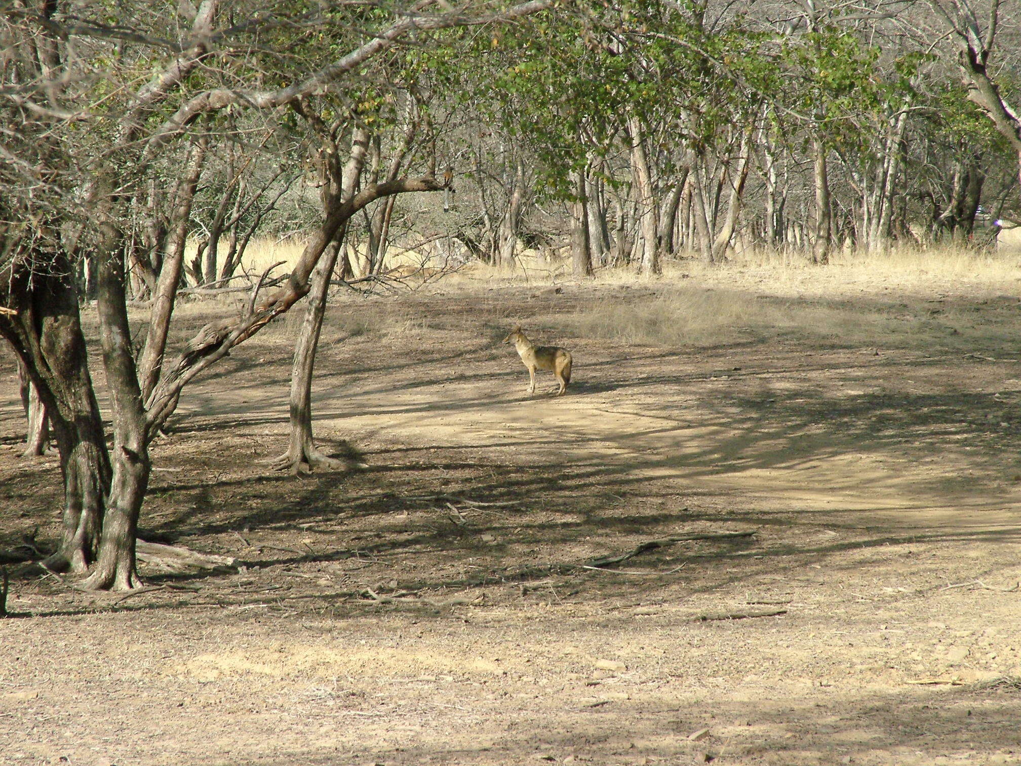 Image of Indian jackal