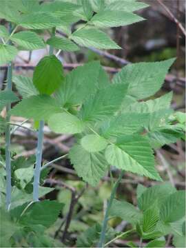 Image of Mysore raspberry